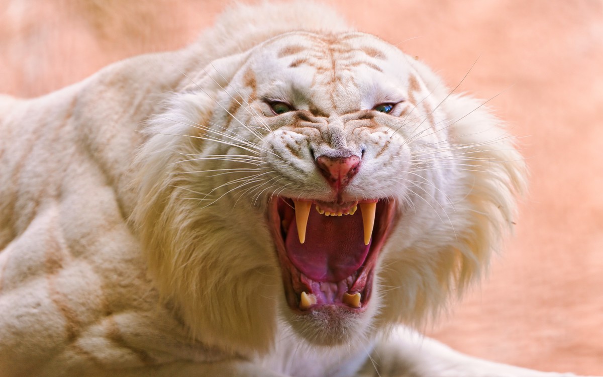 roaring_white_tiger-wide