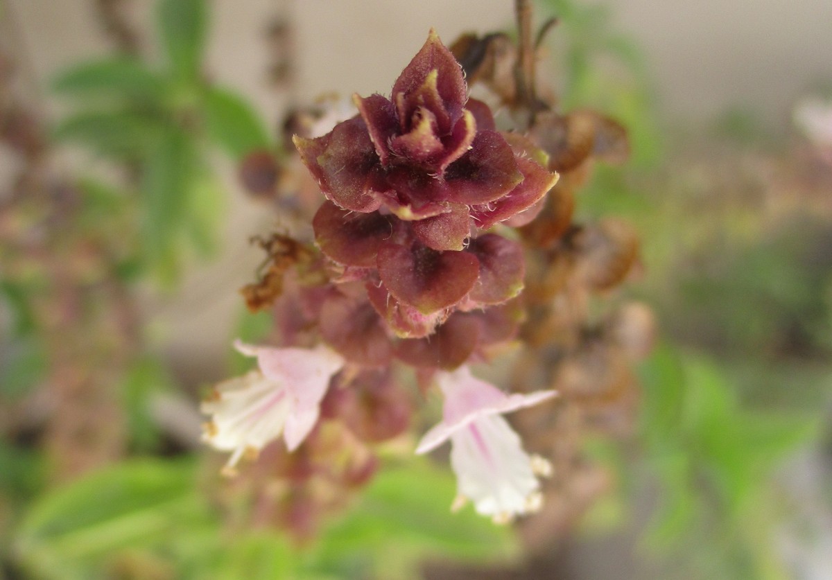 زهرة الريحان