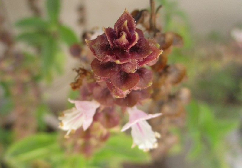 زهرة الريحان