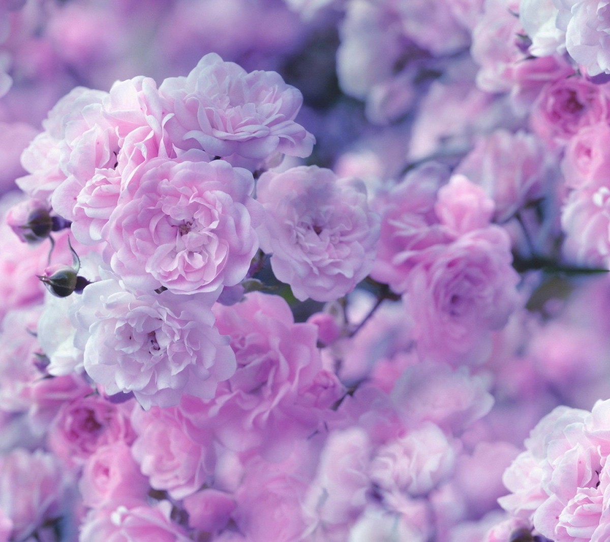 wallpaper1460543910672dd5