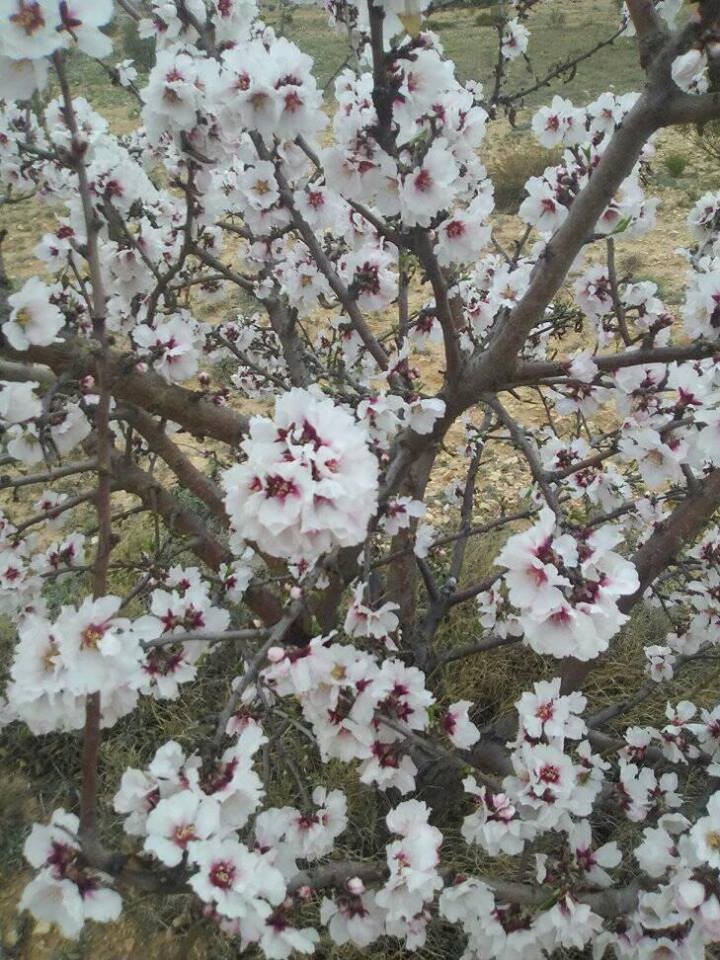 16830789_10210743524415801_7182907576293823168_n