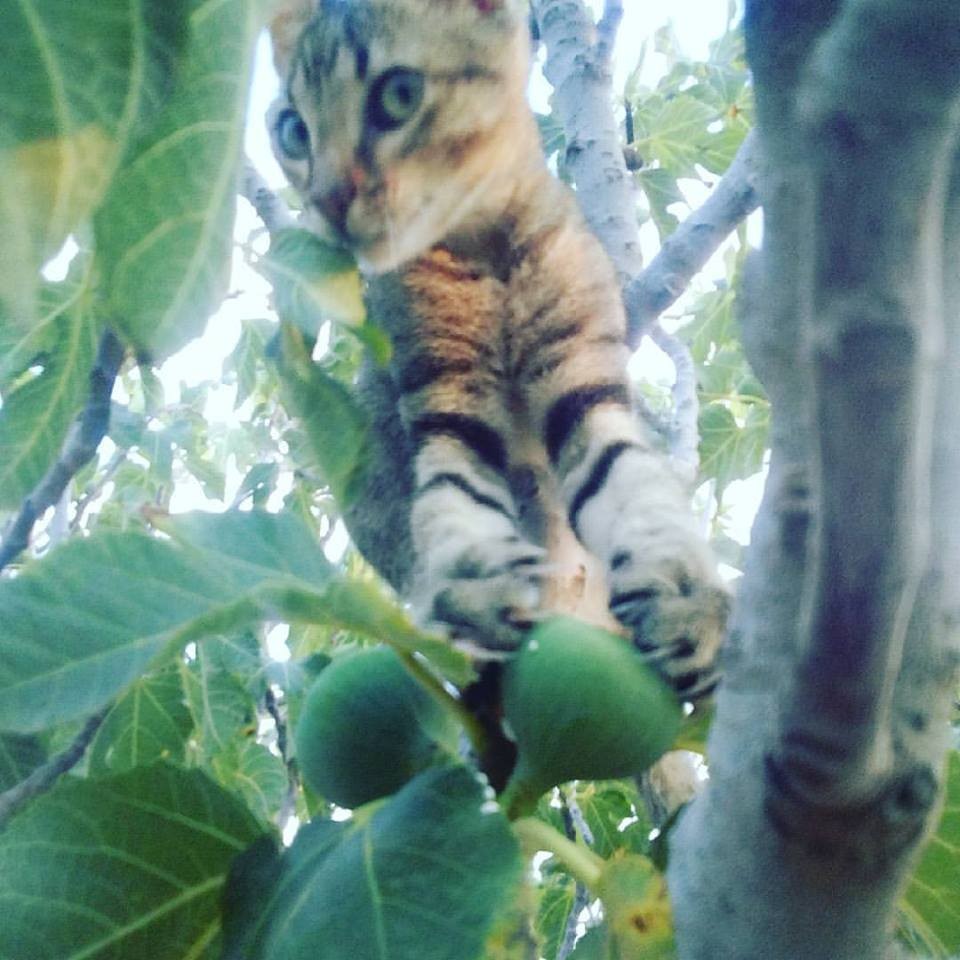 20293108_10212210611292056_312928489914408550_n