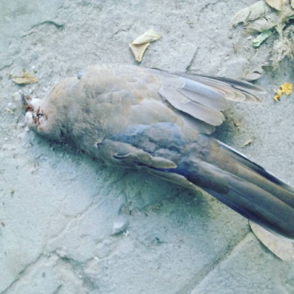 20622236_10212292005846869_934692674872206055_n