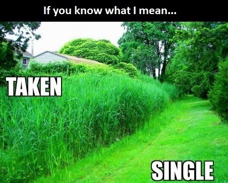 taken-single-hair-grass