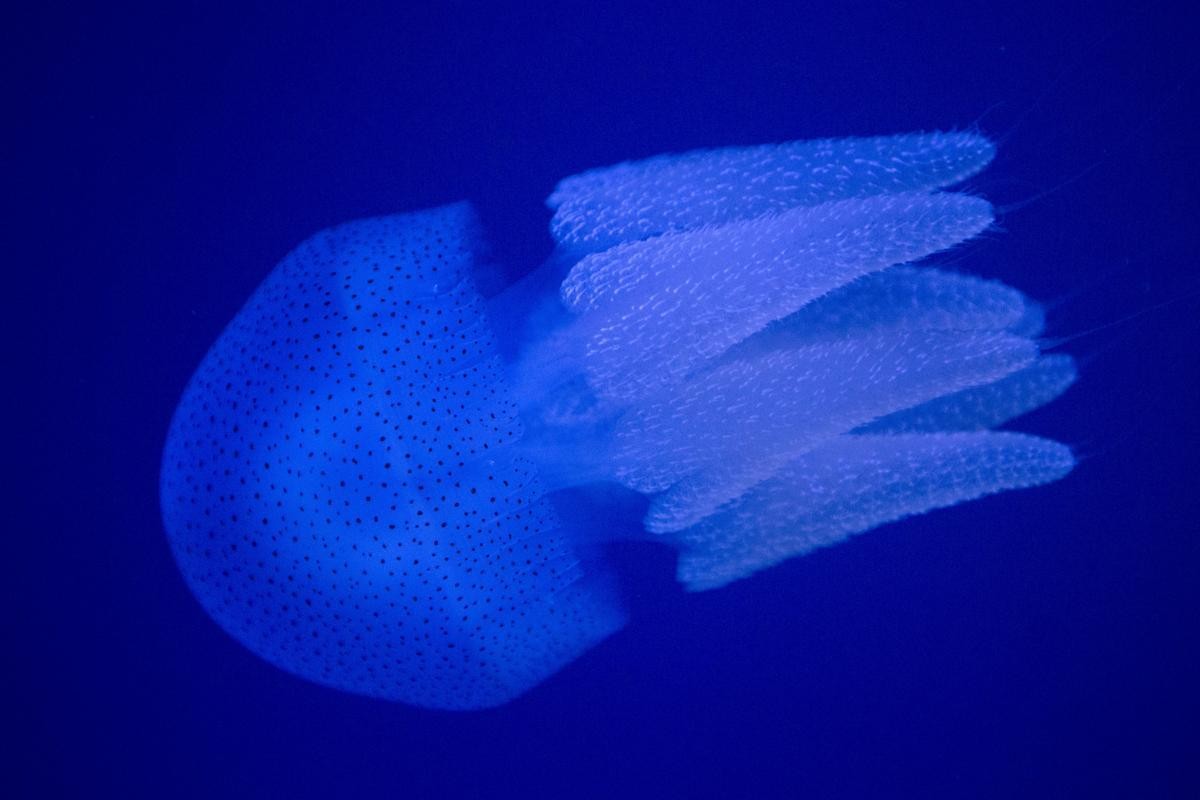 99caeca0ed49432d97566709e460451b-99caeca0ed49432d97566709e460451b-0