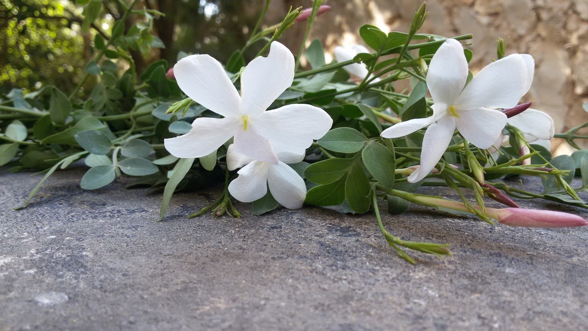 ٢٠١٥٠٦١٧_٠٨٢٩٠٦