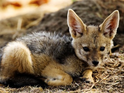 OSVAZ-00000884-001-FB