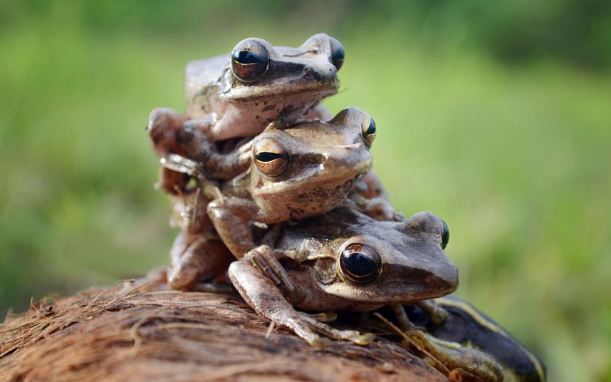 POTD-frogs_3600946k