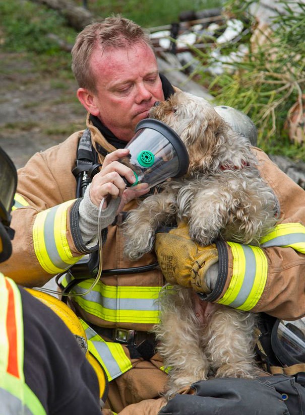 firefighters-rescuing-animals-saving-pets-4-5729a8fd735e5__605