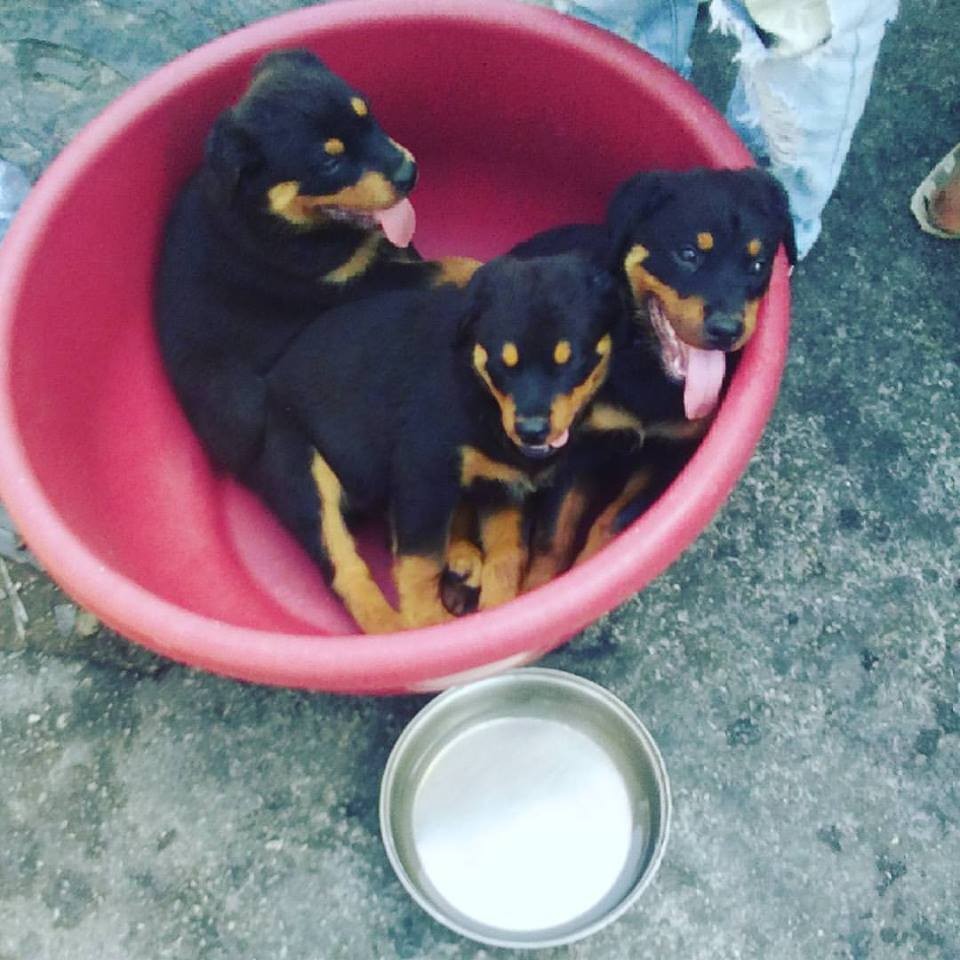 20664654_10212291945405358_6454498742958320569_n