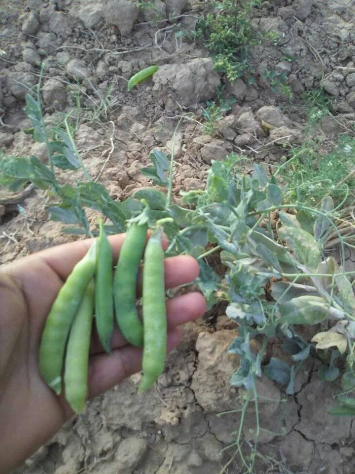 18157072_10211384373676632_1640260582037376344_n