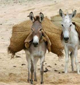 12494955_441251579407498_826346750189367878_n