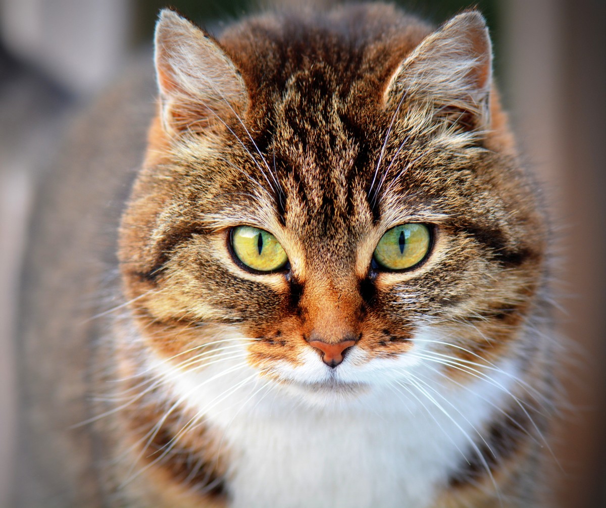 cat-300572
