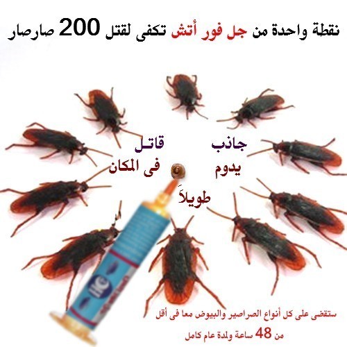 الافضل للتخلص من الصراصير