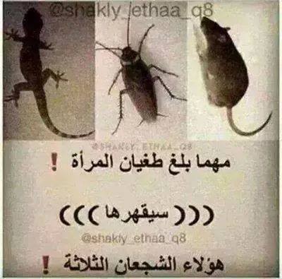 ههههههههه الشجعان الثلاثة