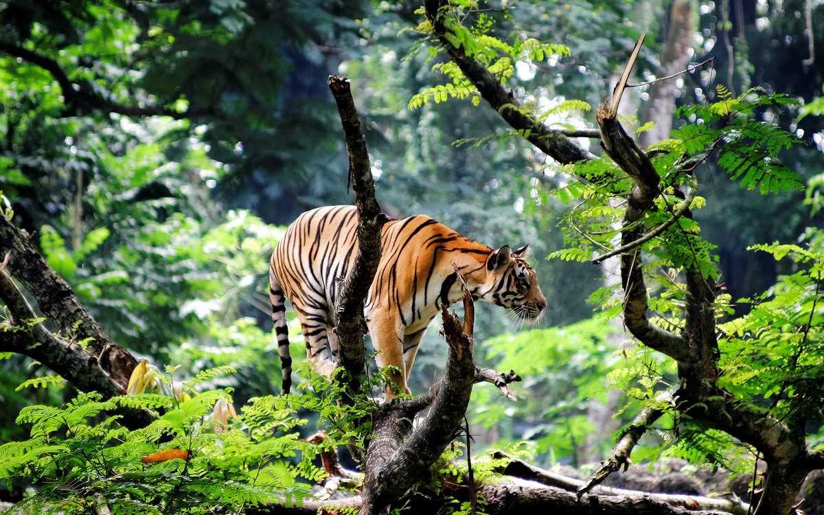 bengal_tiger_in_jungle-wide
