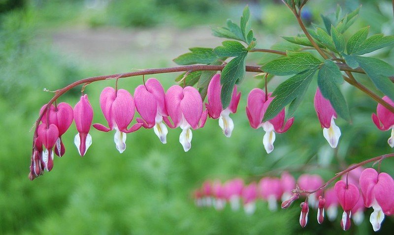 bleeding-heart_rose