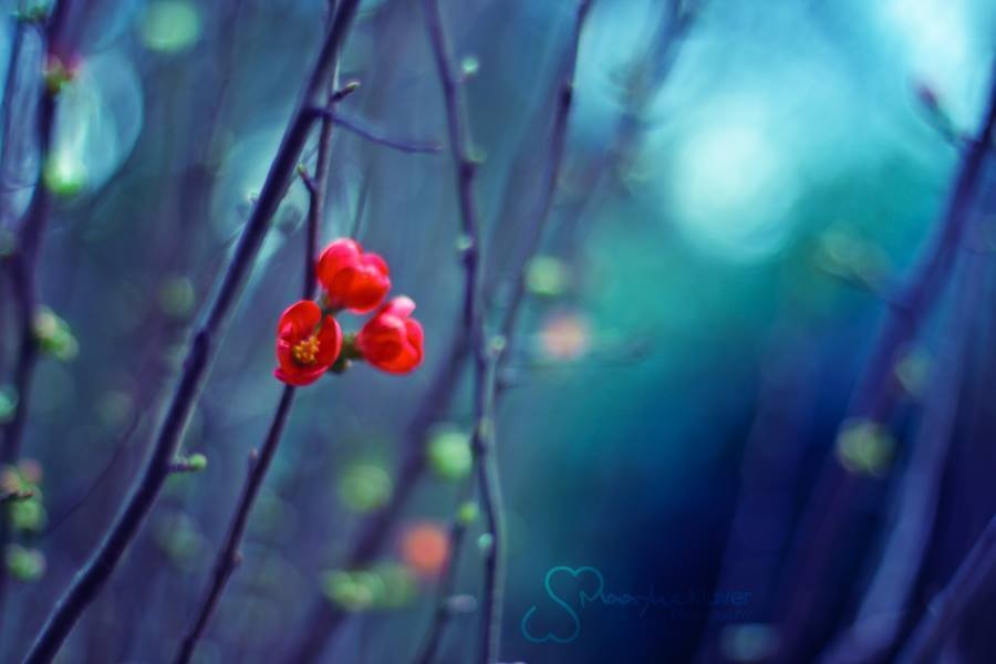 12376536_10207241332408251_6531771053385931715_n