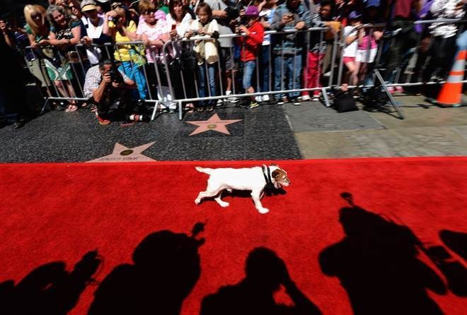 uggie__red_carpet