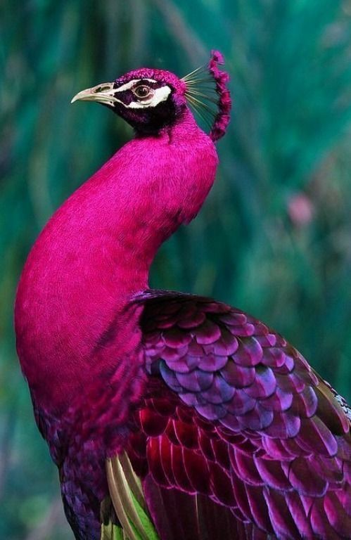 AMAZING_BIRD_