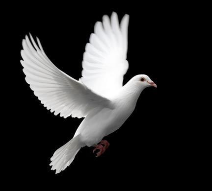 20160914-19021-zh8l7l