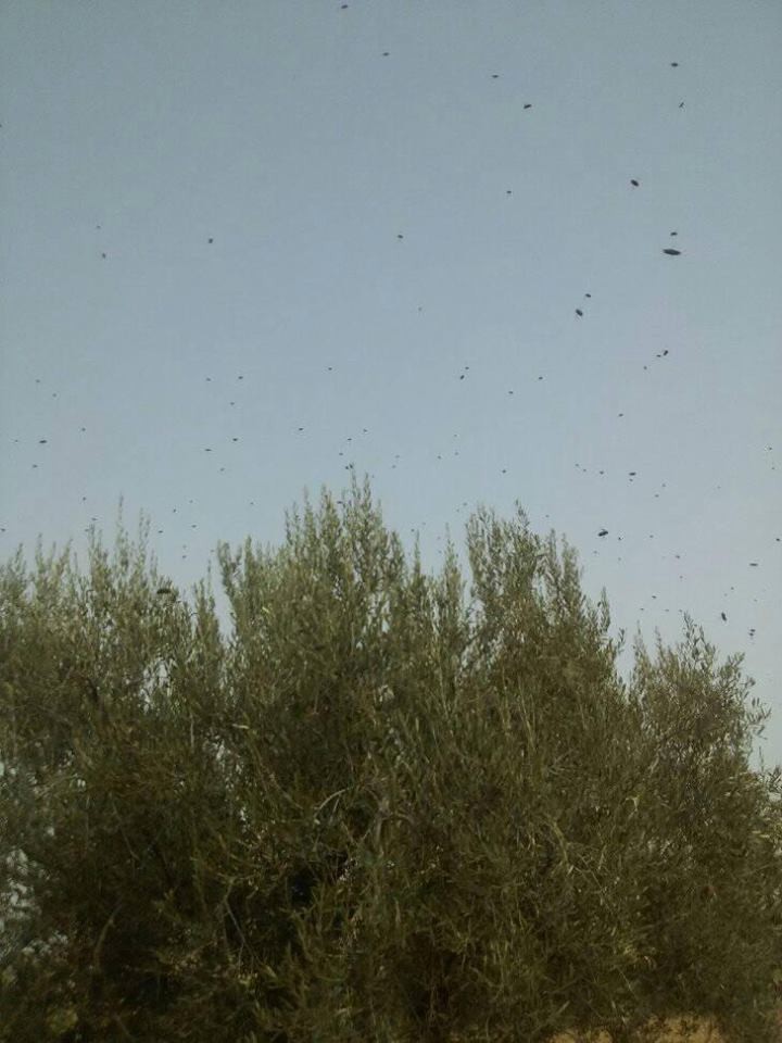 16649310_10210778477849615_493001232014806431_n