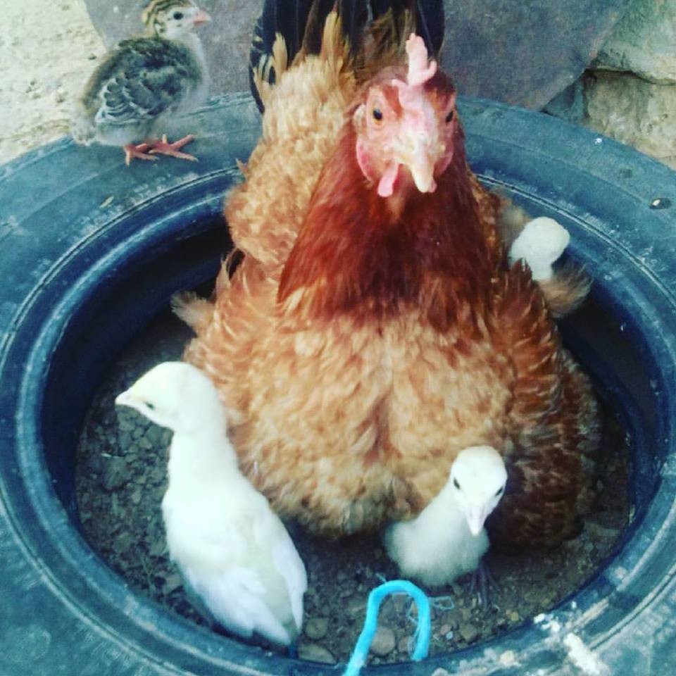 19149029_10211810919220004_2999960928949030915_n