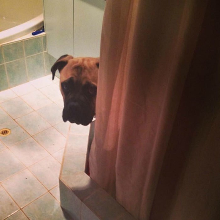 creepy-dog-stalks-owner-cyrus-bullmastiff-lauren-birney-42