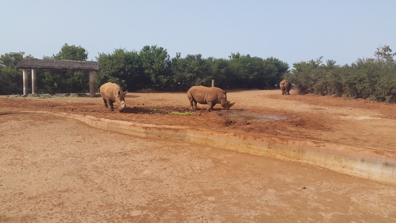 وحيد القرن -حديقة الحيوان بالرباط -