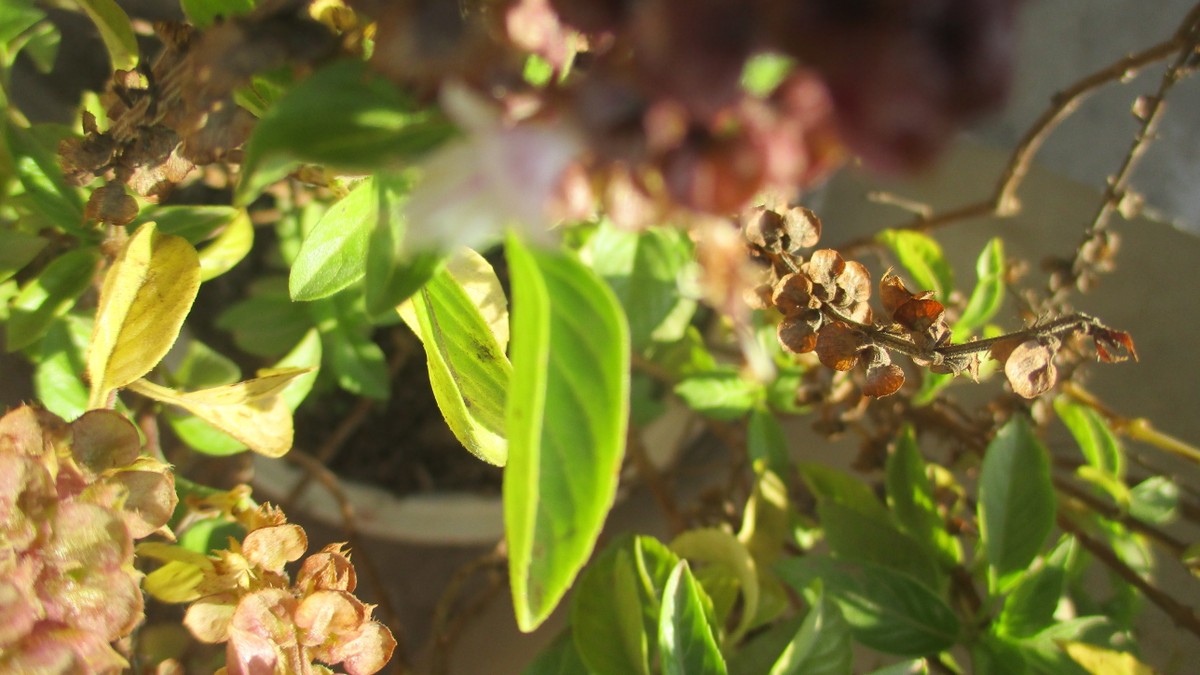 ورقة شجر الريحان