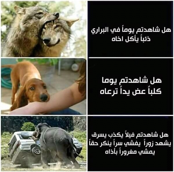 FB_IMG_15122116570964546