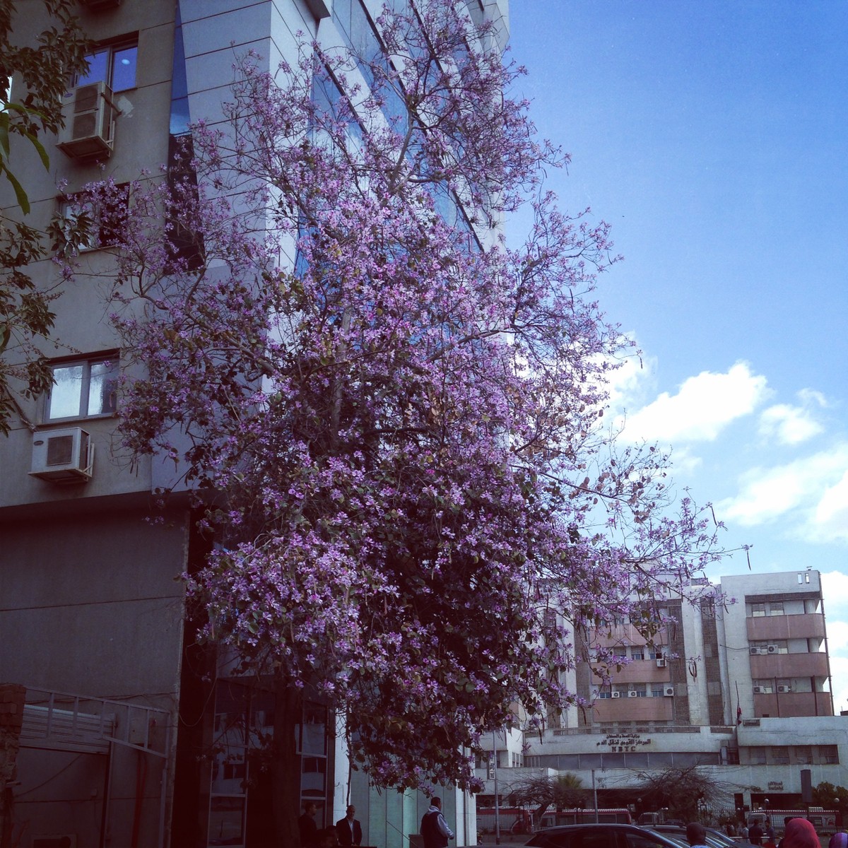 منطقة الدقي