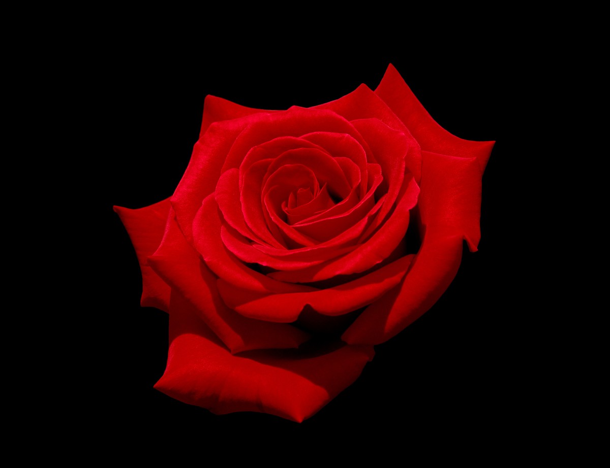 Red_rose_with_black_background