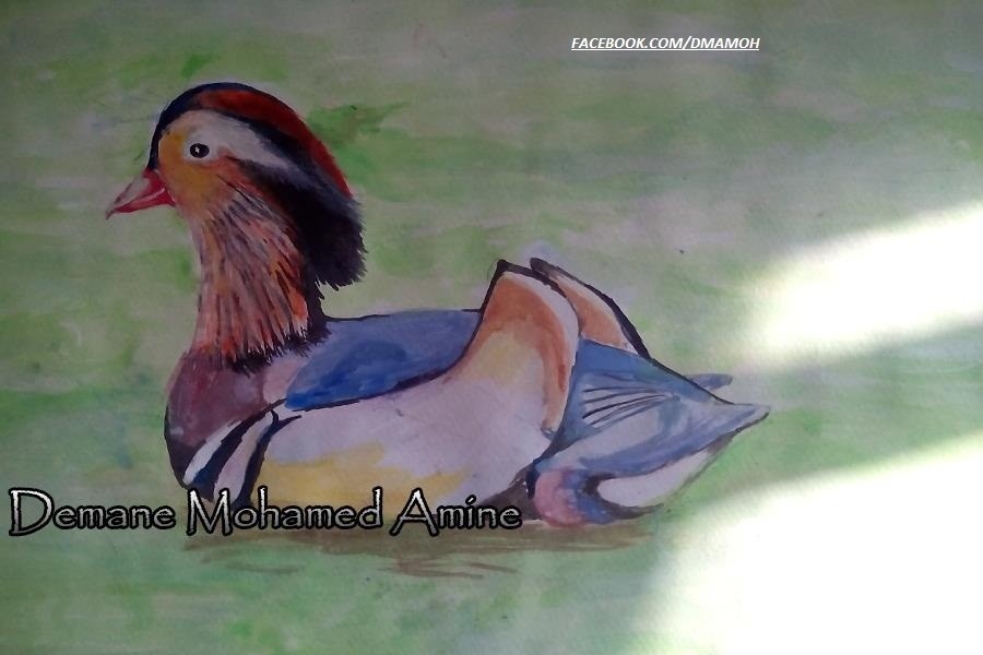 بطة في الماء