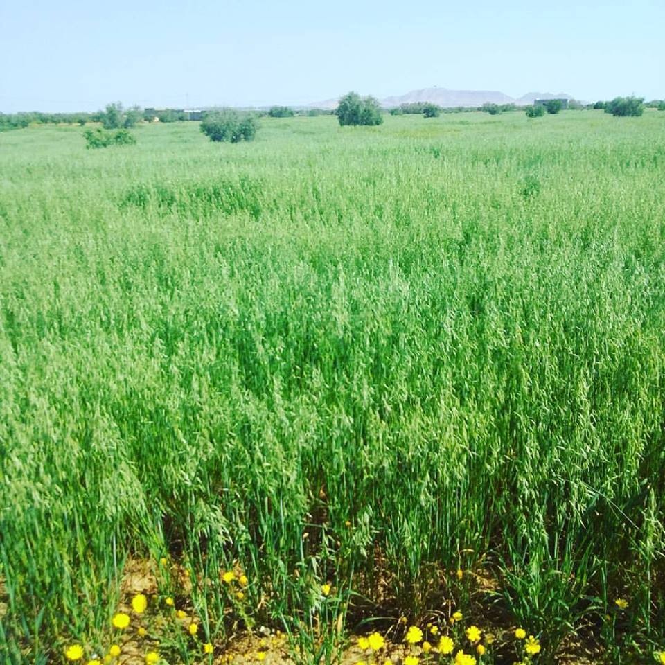 17799158_10211147492034739_1697773539049368443_n