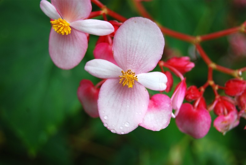Begonia