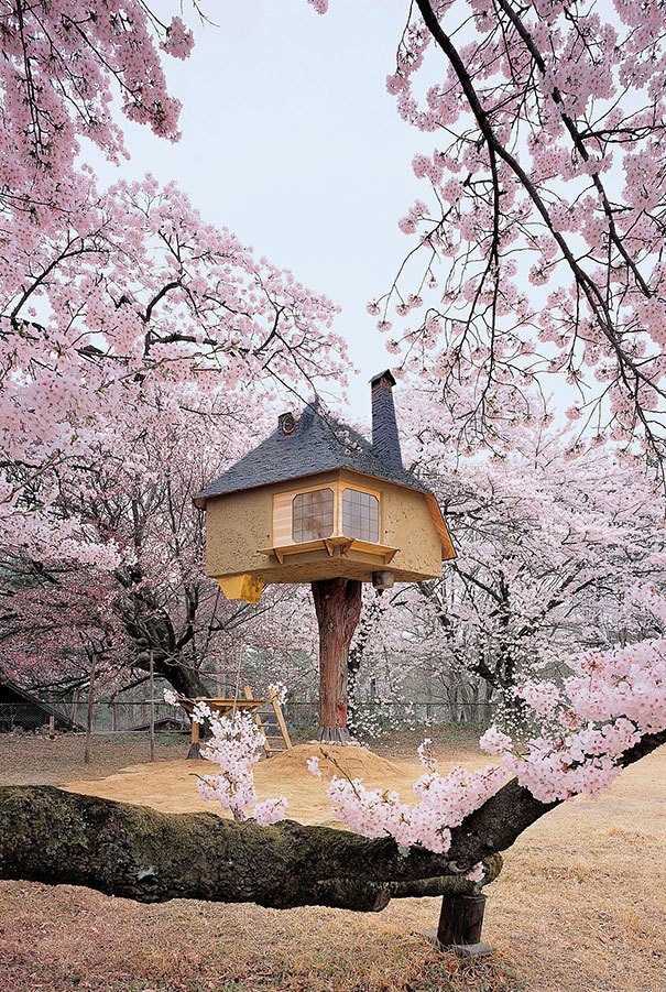 منزل الشجرة فى اليابان