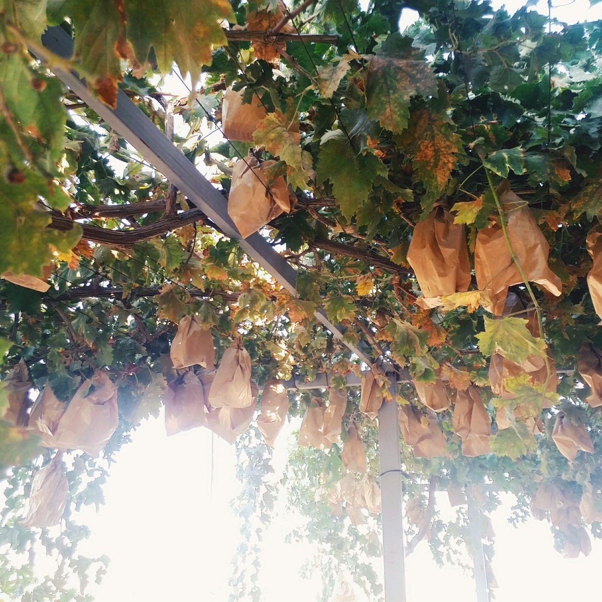 IMG_٢٠١٦٠٨١٢_١٧٤٩٤٧