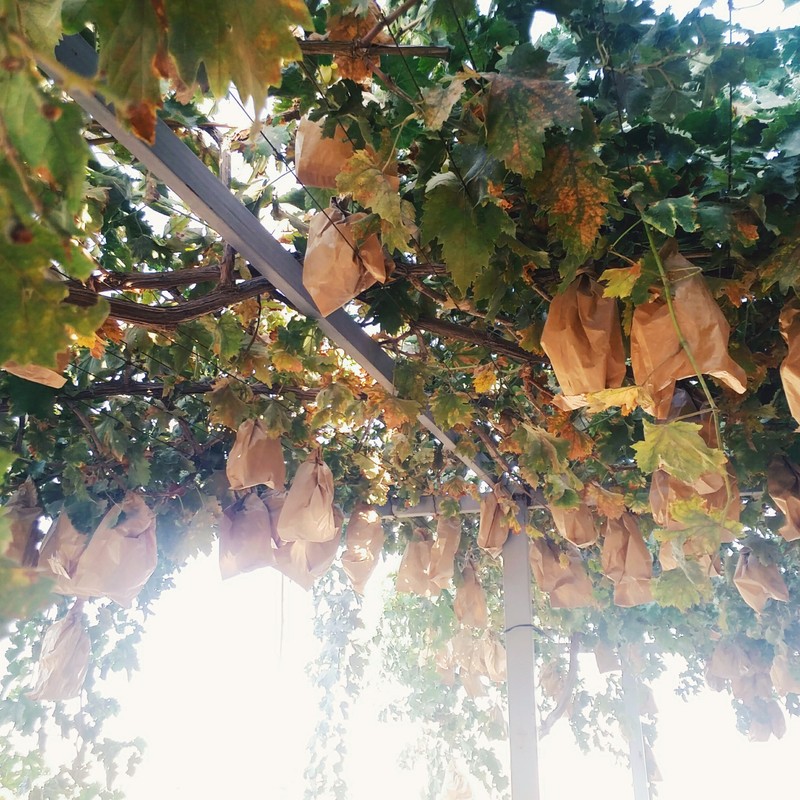 IMG_٢٠١٦٠٨١٢_١٧٤٩٤٧