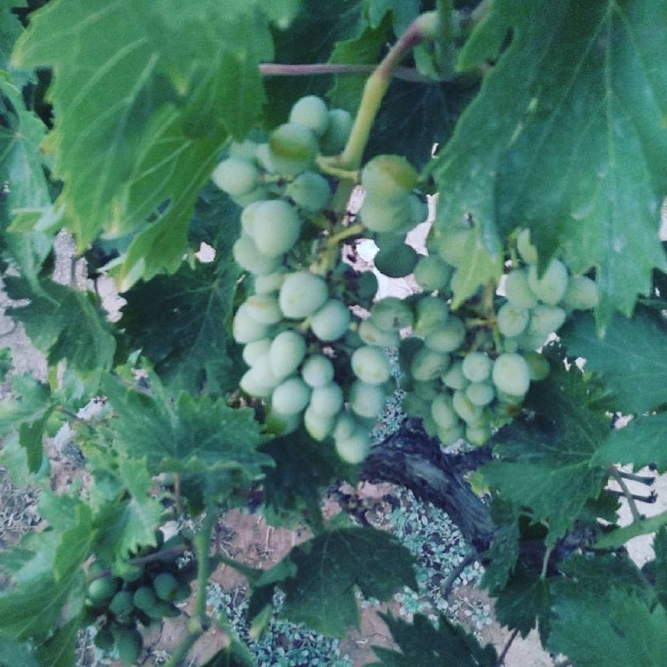 19059953_10211791861943584_3972715784192237834_n