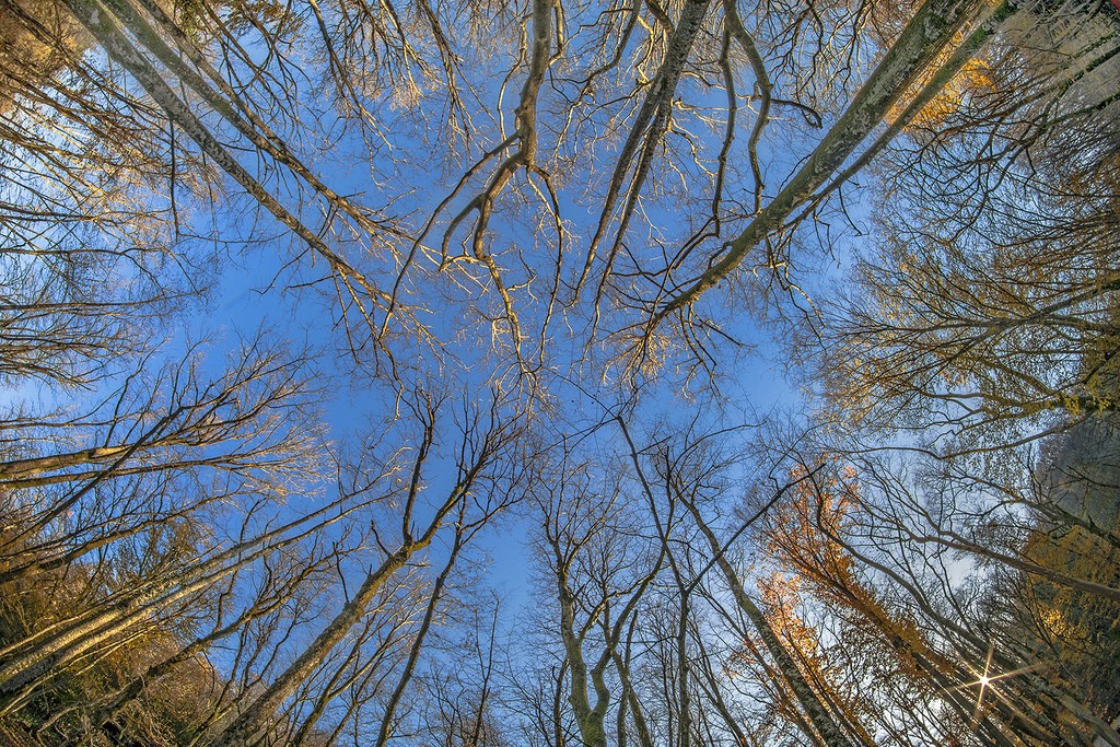 23916026342_1f13c61464_b