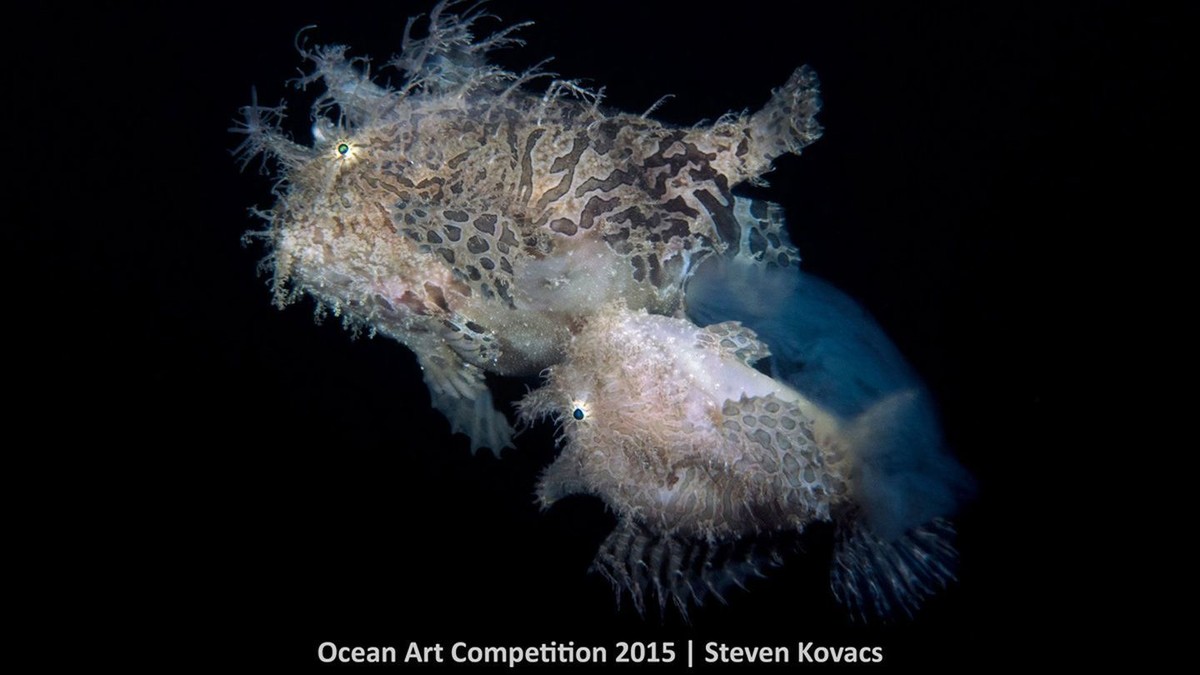 http---mashable.com-wp-content-gallery-underwater-marine-photography-5