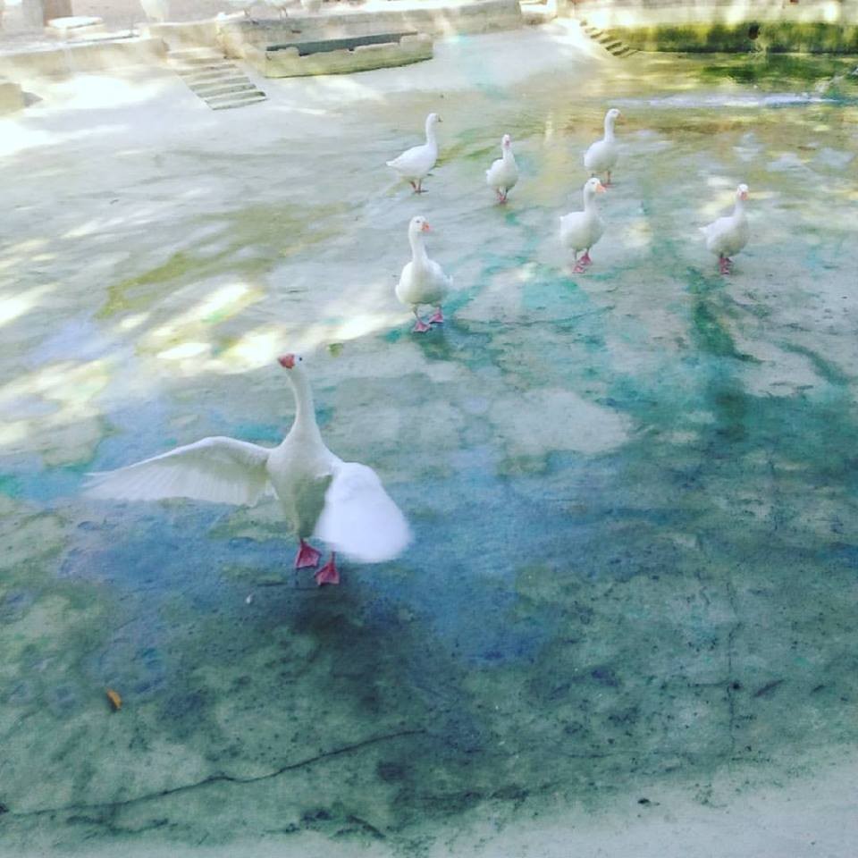 20770140_10212332553260529_993713569752107080_n