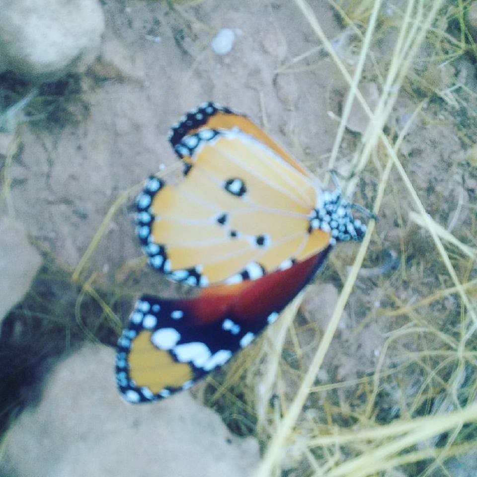 19029453_10211726250623342_4799033215866513962_n