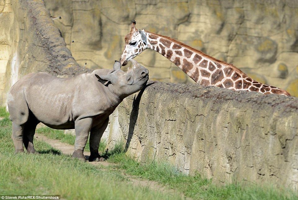 13419220_975965482519143_3343014878565582944_n